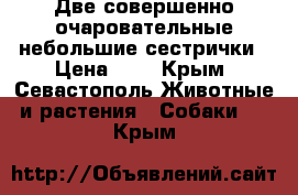 Две совершенно очаровательные небольшие сестрички › Цена ­ 1 - Крым, Севастополь Животные и растения » Собаки   . Крым